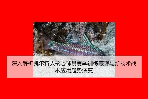 深入解析凯尔特人核心球员夏季训练表现与新技术战术应用趋势演变